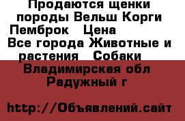 Продаются щенки породы Вельш Корги Пемброк › Цена ­ 40 000 - Все города Животные и растения » Собаки   . Владимирская обл.,Радужный г.